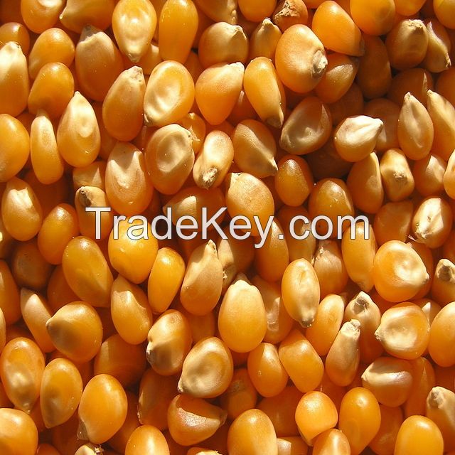 Yellow Corn and White Corn