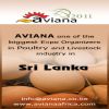 Aviana Sri Lanka 2011