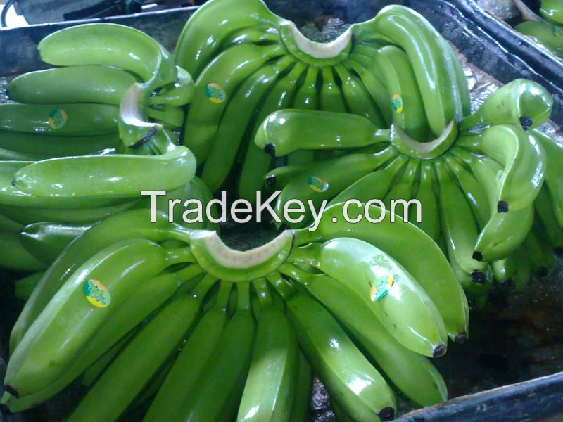 Fresh Green Cavendish Banana