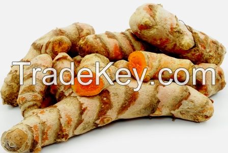 FRES TUMERIC/  CURCUMA LONGA/ CURCUMA DOMESTICA/ HALDI/ HARIDRA/ KUNYIT/ CURCUMA/ MAJAL