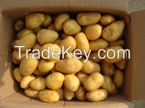 sell  potato