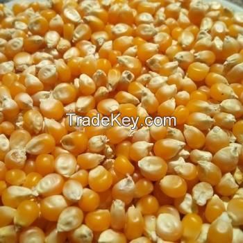 Premium quality air dried vegetables yellow corn for sale