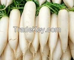 FRESH RADISH