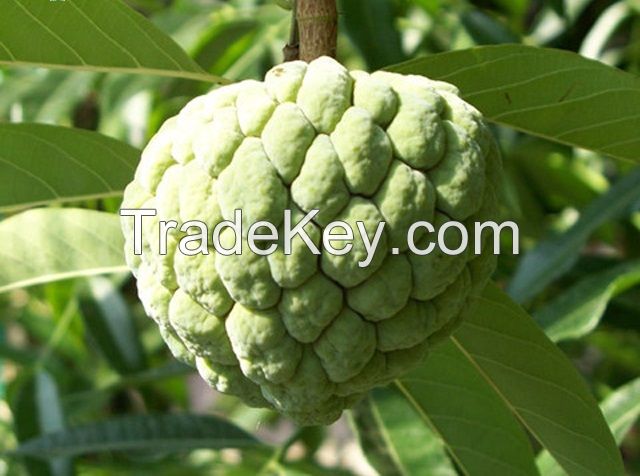 fresh Custard Apple