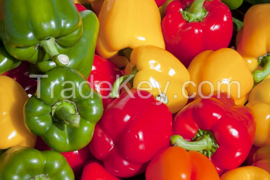 Fresh Capsicum
