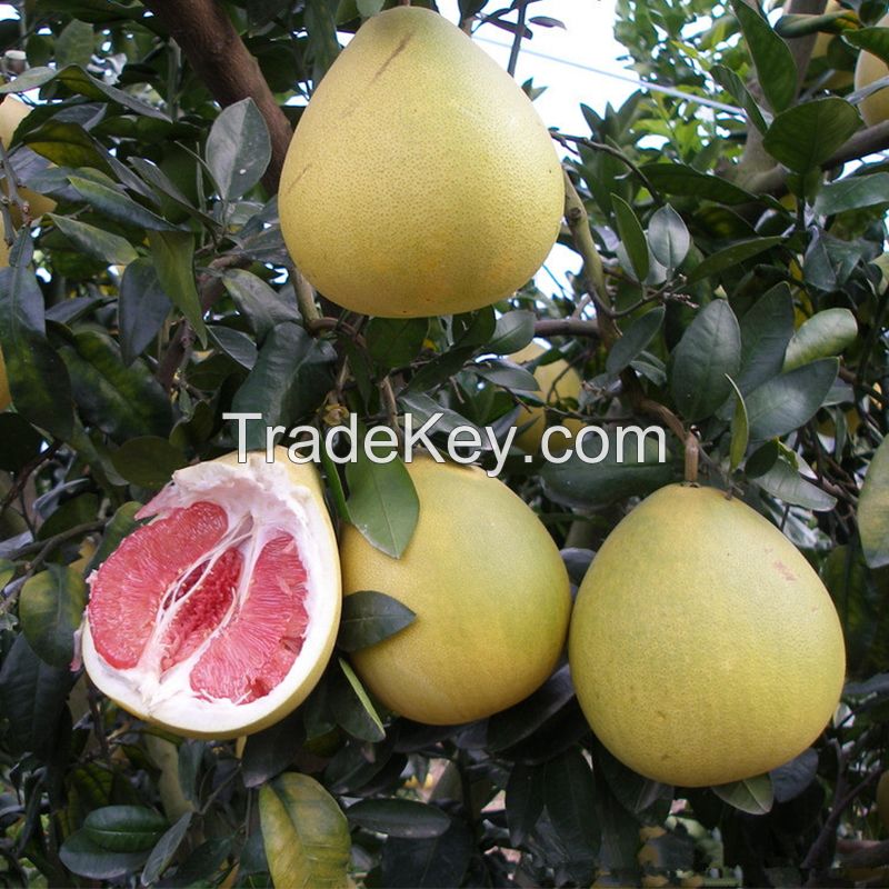 High Quality Sweet Fresh Citrus Grapefruit