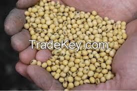 Soybean seeds