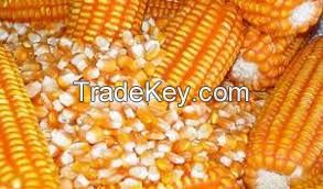 Yellow corn