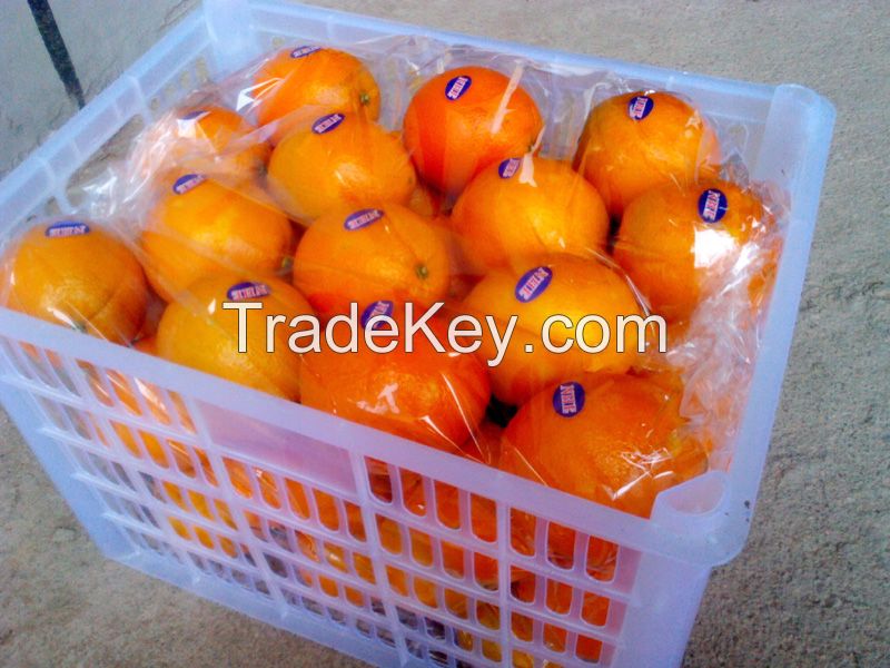 Navel Orange