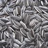 black striped sunflower seeds kernel 363 361 601 5009 3638 3939 1121