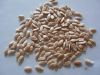 Cucumber Seeds for sale
