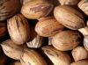 pecan nut