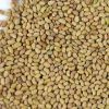 High Quality Alfalfa Seeds