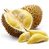 FRESH DURIAN/ DURIO ZIBETHINUS/ CIVET FRUIT/ STINKVRUCHT