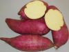 Supply Sweet Potato