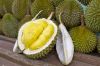 Fresh Durians