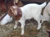 Boer Goat