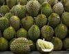 HIGH QUALITY FRESH DURIAN