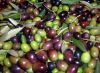 Good Quality fresh Olives Available