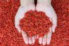 dried goji berry