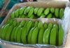 Green cavendish banana