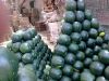 Best price Fresh Organic Melon , Water melon