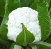 Bulk Supply..High Quality Fresh Organic Vegetables Cauliflower