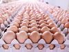 Premium Farm Fresh Chicken Table Eggs Brown and White Shell Chicken Eggs in South Africa