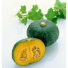 FRESH PUMPKIN HIGH QUALITY