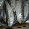 FROZEN MACKEREL FISH