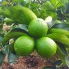 Fresh Lime