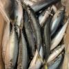 Exporters New Cargo Market Wholesale Sea Foods Chub Bulk Fresh Pacific Mackerel Fish Frozen