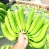 FRESH GREEN BANANA