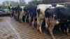 British Friesian; Holstein Friesian