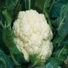 Fresh vegetable cauliflower and frozen cauliflower fresh cauliflower