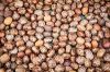 Castor Seeds