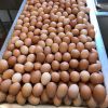 Fresh Chicken Table Eggs Brown And White