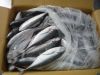 Pacific Ocean Mackerel Fish Wholesale Frozen Mackerel