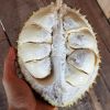 Durio kutajensis Seeds or Durian seeds