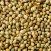 High quality Coriander seeds