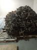 Deer antlers