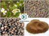 Tea Seed Meal-New pure natural organic fertilizer