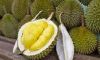 Fresh Durians