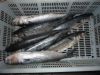 Sell grey mullet