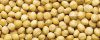 Sell Raw In-shell macadamia nuts