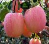 Sell red star apple