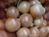 Sell Yellow Onion, Red Onion,