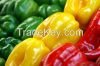 Color Capsicum