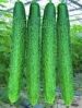 2011 Fresh Cucumber