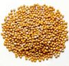 Sell Mustard Seeds